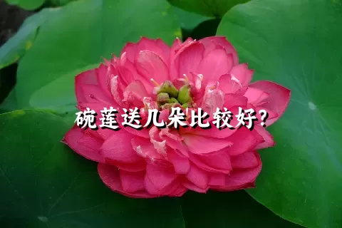 碗莲送几朵比较好？