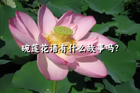 碗莲花语有什么故事吗？