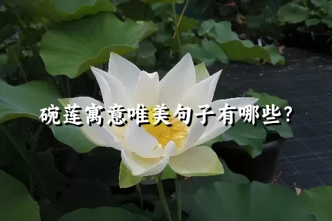 碗莲寓意唯美句子有哪些？