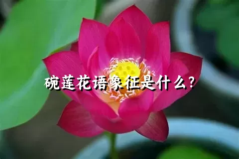 碗莲花语象征是什么？