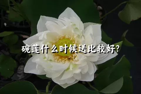 碗莲什么时候送比较好？