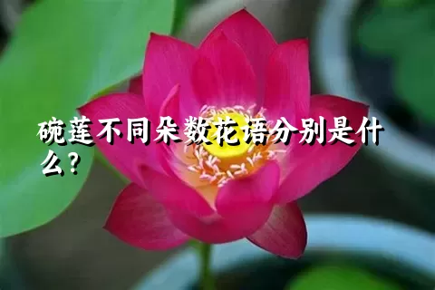 碗莲不同朵数花语分别是什么？