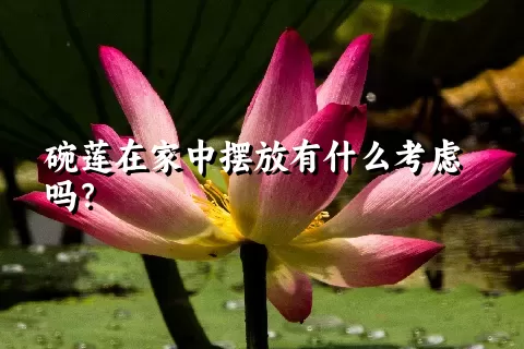 碗莲在家中摆放有什么考虑吗？