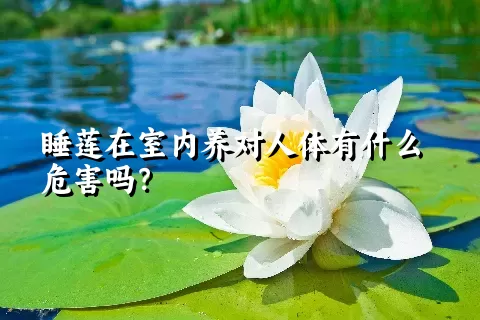 睡莲在室内养对人体有什么危害吗？
