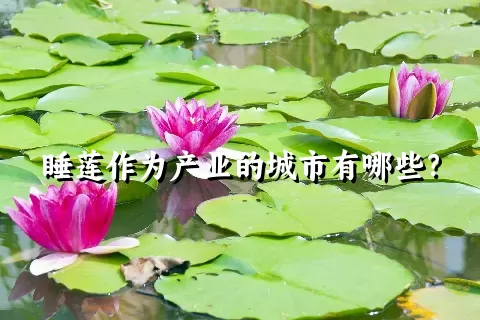 睡莲作为产业的城市有哪些？