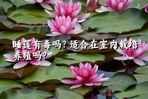 睡莲有毒吗？适合在室内栽培养殖吗？