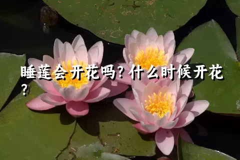 睡莲会开花吗？什么时候开花？