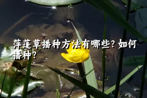 萍蓬草播种方法有哪些？如何播种？