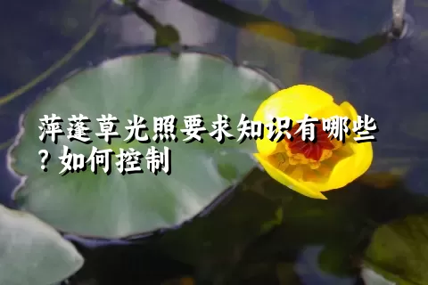 萍蓬草光照要求知识有哪些？如何控制