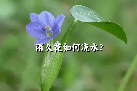 雨久花如何浇水？