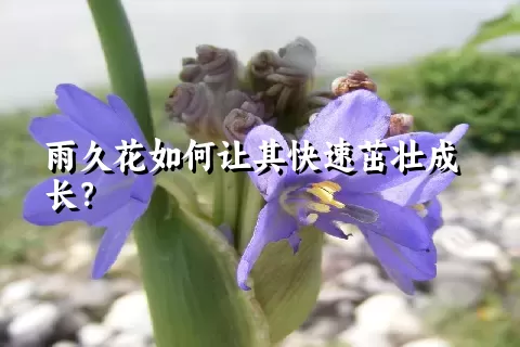 雨久花如何让其快速茁壮成长？