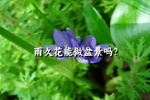 雨久花能做盆景吗？