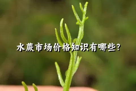 水蕨市场价格知识有哪些？