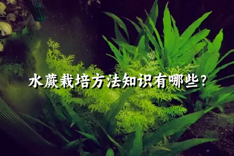 水蕨栽培方法知识有哪些？