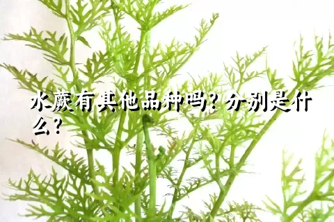 水蕨有其他品种吗？分别是什么？