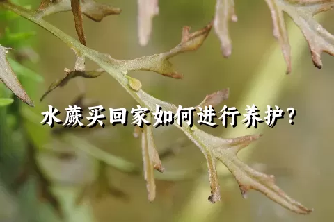 水蕨买回家如何进行养护？