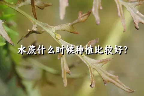 水蕨什么时候种植比较好？