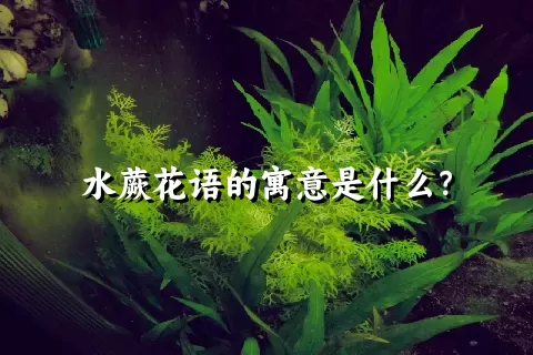 水蕨花语的寓意是什么？