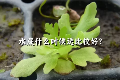 水蕨什么时候送比较好？