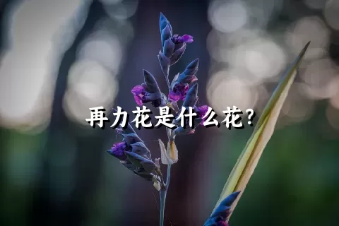 再力花是什么花？