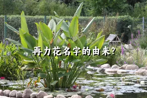 再力花名字的由来？