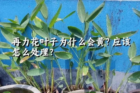 再力花叶子为什么会黄？应该怎么处理？