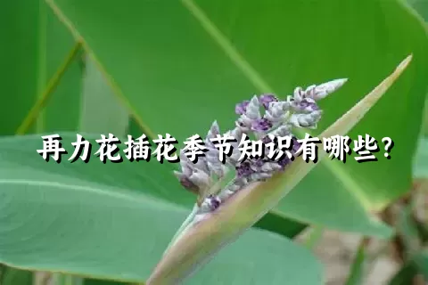 再力花插花季节知识有哪些？