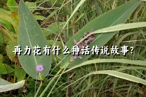 再力花有什么神话传说故事？