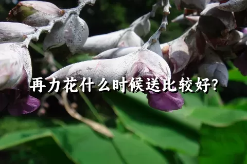 再力花什么时候送比较好？