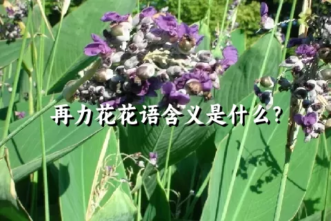 再力花花语含义是什么？