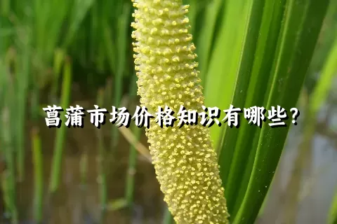 菖蒲市场价格知识有哪些？