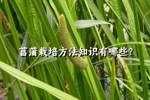 菖蒲栽培方法知识有哪些？