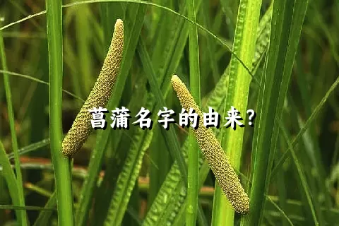 菖蒲名字的由来？