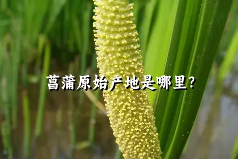 菖蒲原始产地是哪里？