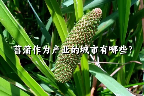 菖蒲作为产业的城市有哪些？