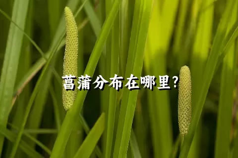菖蒲分布在哪里?