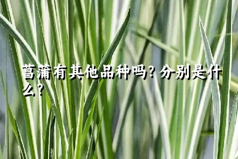 菖蒲有其他品种吗？分别是什么？