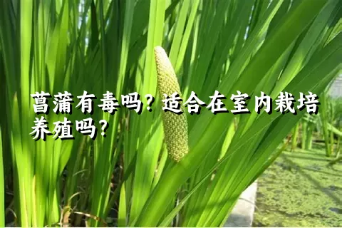 菖蒲有毒吗？适合在室内栽培养殖吗？