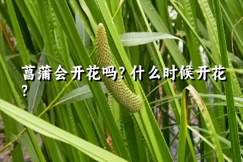 菖蒲会开花吗？什么时候开花？