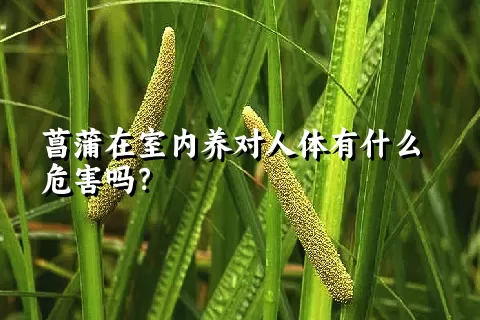 菖蒲在室内养对人体有什么危害吗？