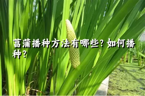菖蒲播种方法有哪些？如何播种？