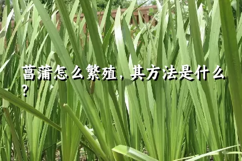 菖蒲怎么繁殖，其方法是什么？
