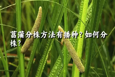 菖蒲分株方法有播种？如何分株？