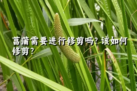菖蒲需要进行修剪吗？该如何修剪？