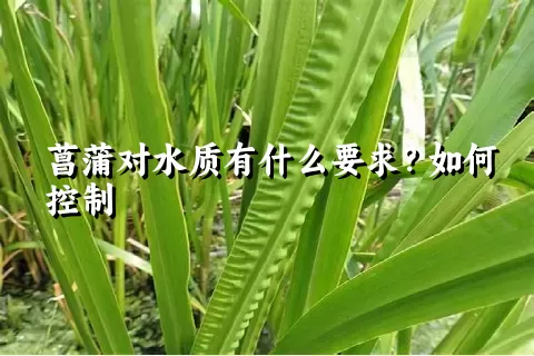 菖蒲对水质有什么要求？如何控制
