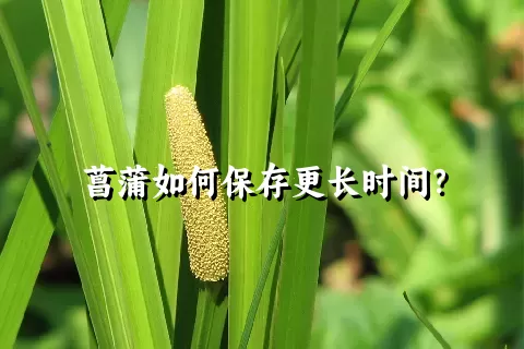 菖蒲如何保存更长时间？