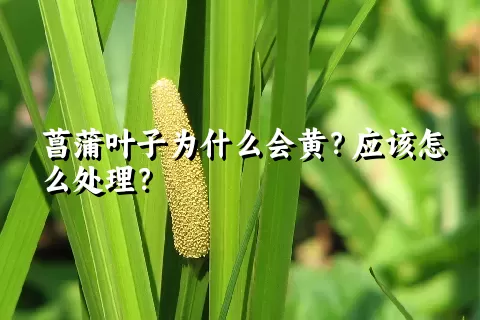 菖蒲叶子为什么会黄？应该怎么处理？