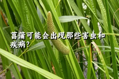 菖蒲可能会出现那些害虫和疾病？