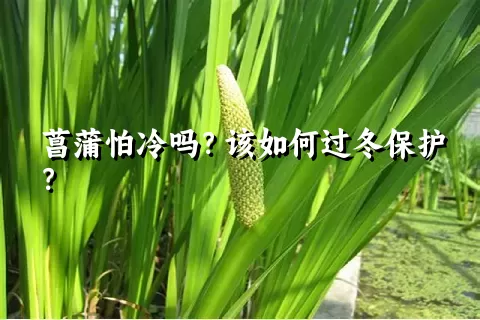 菖蒲怕冷吗？该如何过冬保护？
