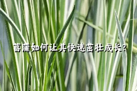 菖蒲如何让其快速茁壮成长？